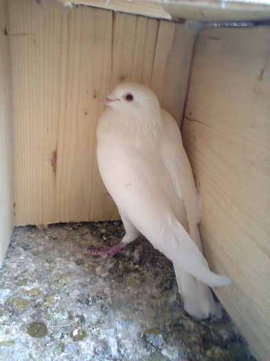 mascul alb - porumbei voiajori 0
