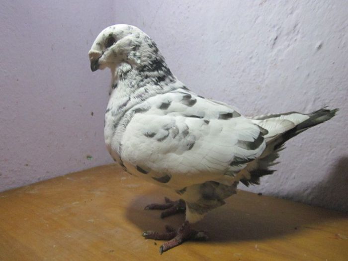 mascul 2011 - PORUMBEI VINDUTI