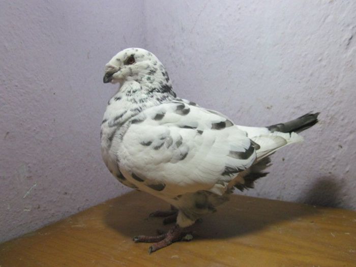 mascul 2011 - PORUMBEI VINDUTI