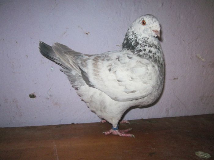 femela 2012 - PORUMBEI VINDUTI