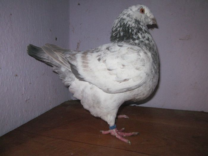 femela vanduta - PORUMBEI VINDUTI