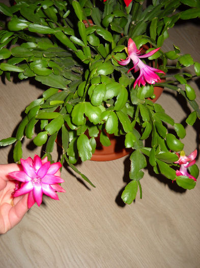 Roz cu mijl alb 13.dec. - Schlumbergera-2010-2013