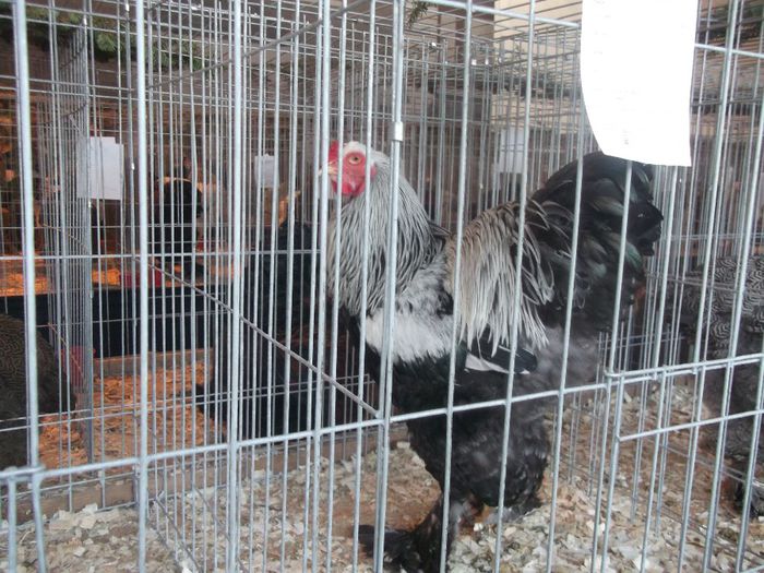 031 - D EXPO NATIONALA PASARI SI ANIMALE MICI BUCURESTI 2013