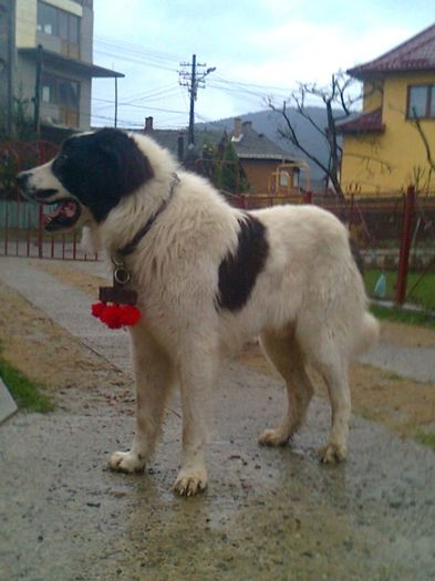 HOREA DE HUMOR - CIOBANESC ROMANESC DE BUCOVINA MAGURA