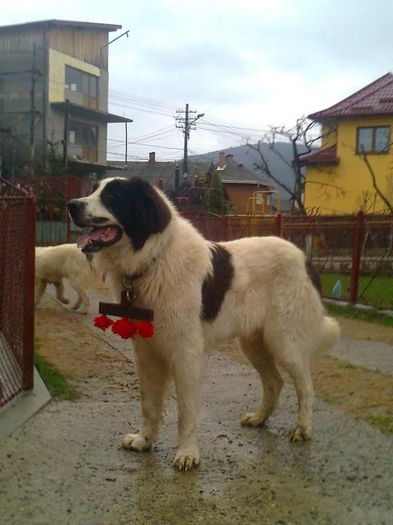 caini 021 - CIOBANESC ROMANESC DE BUCOVINA MAGURA