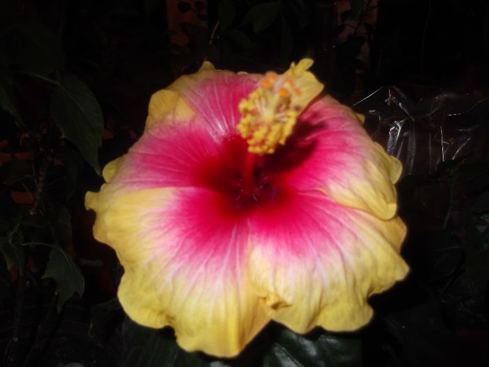 DSCF0046 - Copy (2) - hibiscusi