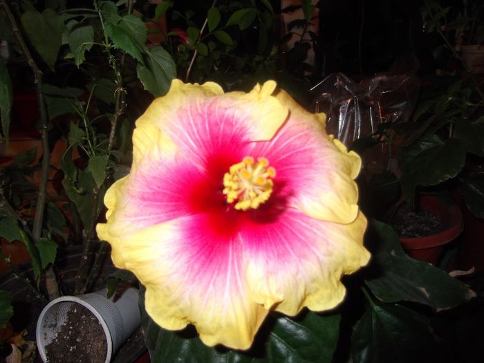 DSCF0048 - Copy - hibiscusi