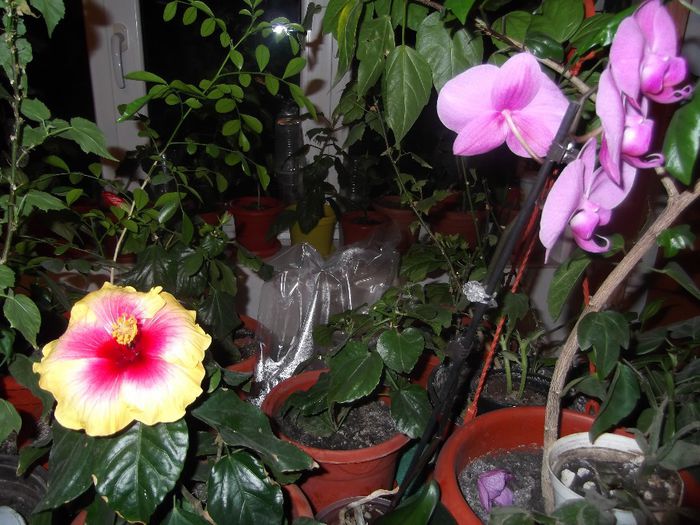 DSCF0049 - Copy - hibiscusi