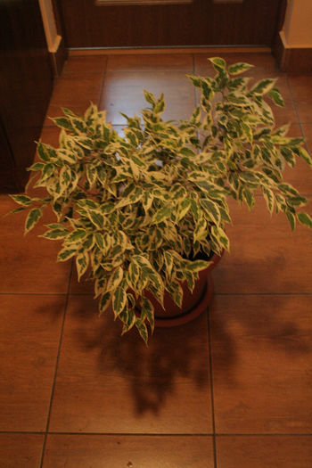 IMG_8376; FICUS BENJAMINA
