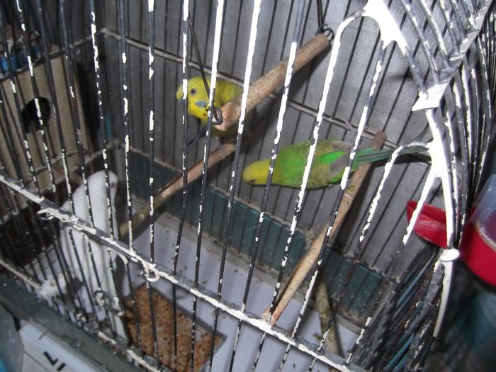 DSCF0033 - animalutele casei