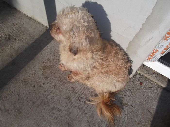 DSCF0035 - animalutele casei