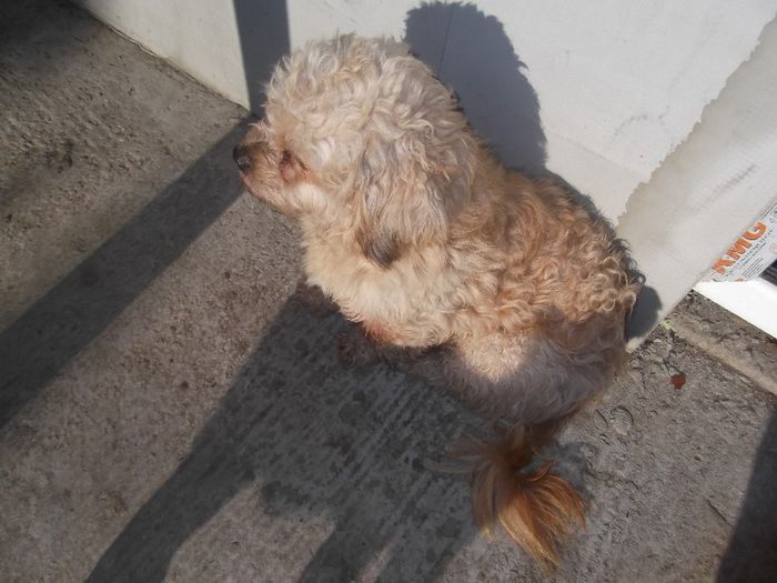 DSCF0036 - animalutele casei