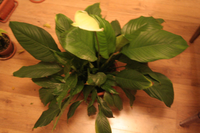 SPATHIPHYLLUM