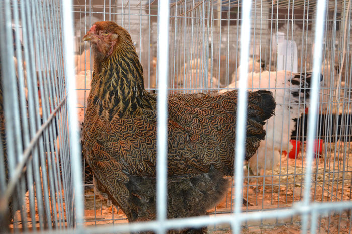 DSC_0650 (2) - E xpozitia nationala Bucuresti 2013