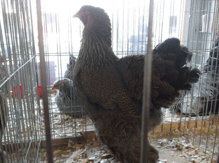 GAINA MEA POTIRNICHIE-93 PNC.