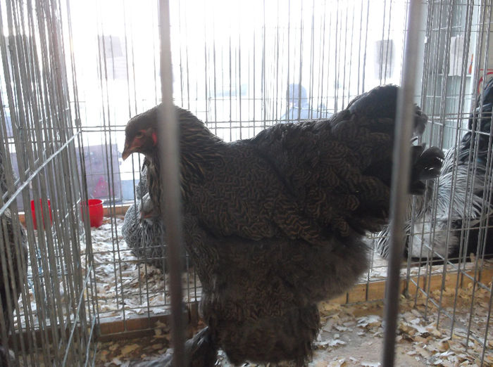 GAINA MEA POTIRNICHIE-93 PNC.