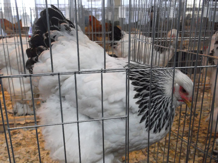 GAINA MEA BHD 94 PNC. - EXPO NATIONALA 2013 BUCURESTI