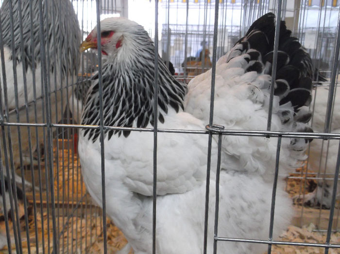 GAINA MEA BHD 94 PNC.