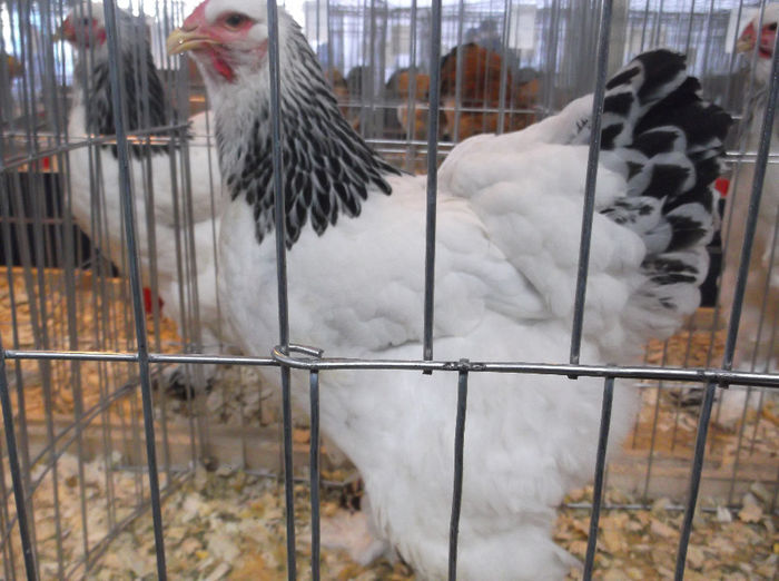 GAINA MEA BHD 95 PNC.