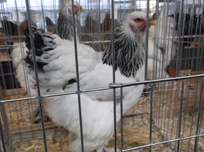 GAINA MEA BHD 94 PNC.