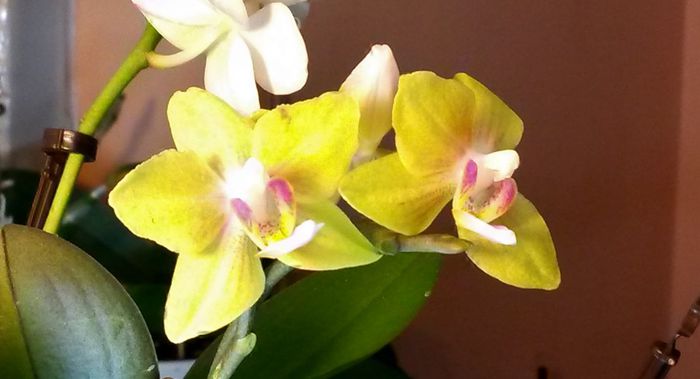  - Orhidee Phalaenopsis