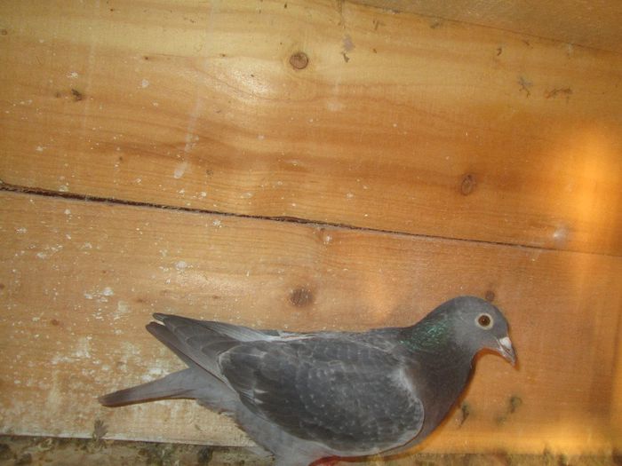 negruta 2012-0345478