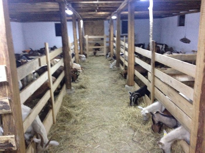 Iesle capre; Prin acest mod hranirea caprelor se face foarte ușor si fanul i-l mănâncă in proporție de 90%. Nu sunt pierderi!!!!
