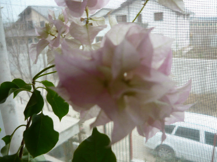 P1050576