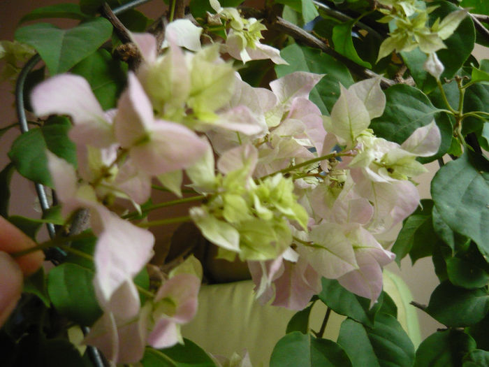 P1050538