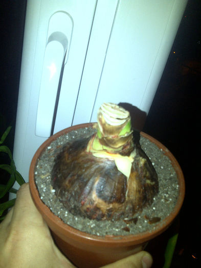 Hippeastrum Chico; in asteptarea tijei
