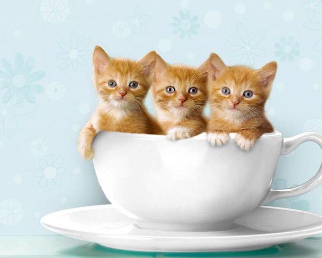 grup-de-pisici-imagini-amuzante - Poze amuzante cu animale