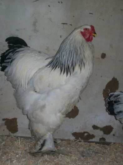 100_1607 - brahma herminat deschis