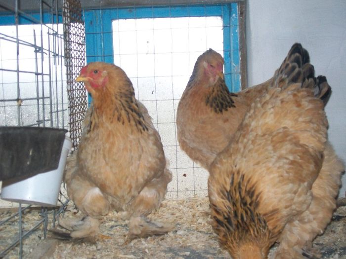 100_1624 - brahma columbia