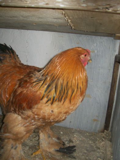 100_1651 - brahma columbia