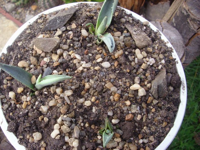 Septembrie 2010 - Agave americana