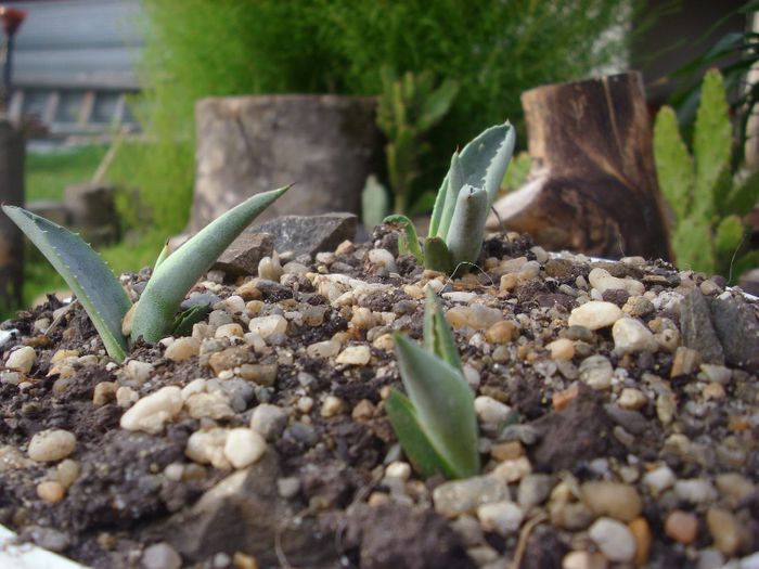 Septembrie 2010 - Agave americana