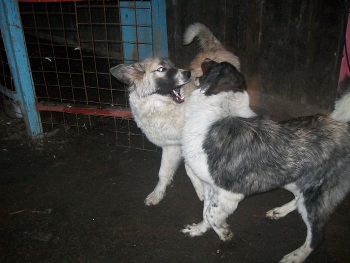 100_1573; mascul si femela 5 luni jumatate 2013
