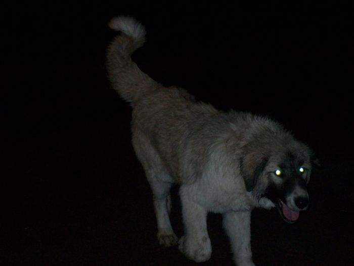 100_1592; mascul 5 luni jumatate 2013
