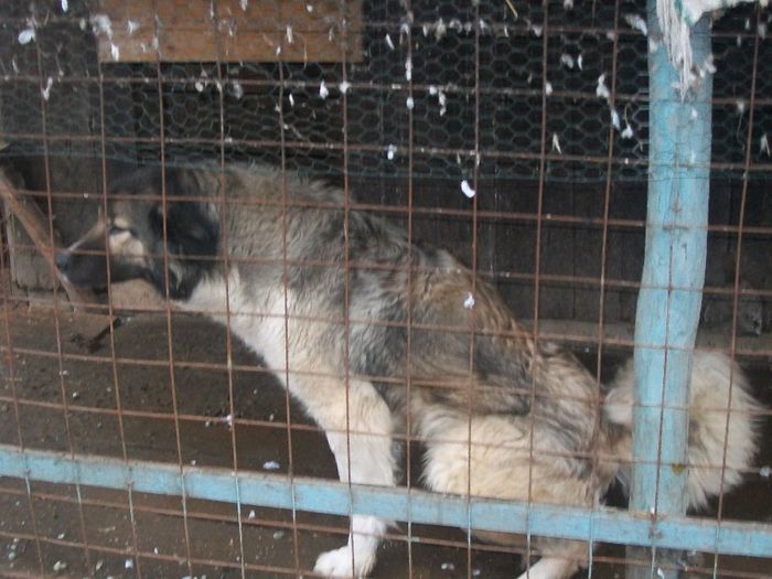 100_1663 - caini ciobanesti carpatini si bucovina