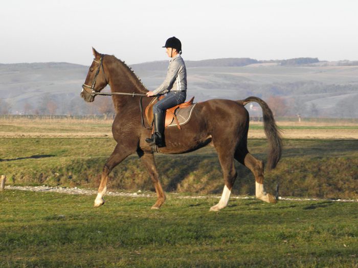 SALVADOR SPORT OLANDEZ KWPN