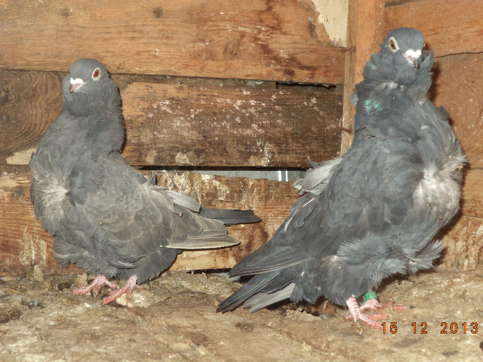 mypigeons