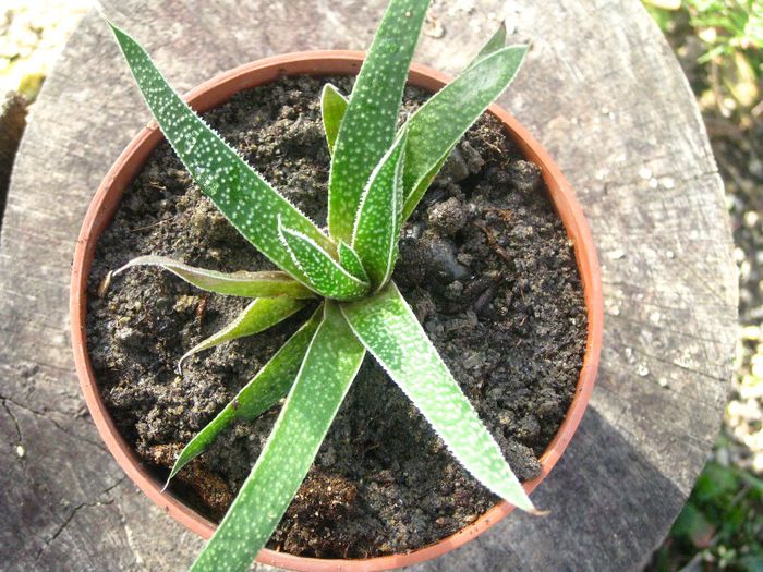 Noiembrie 2012 - Aloe aristata