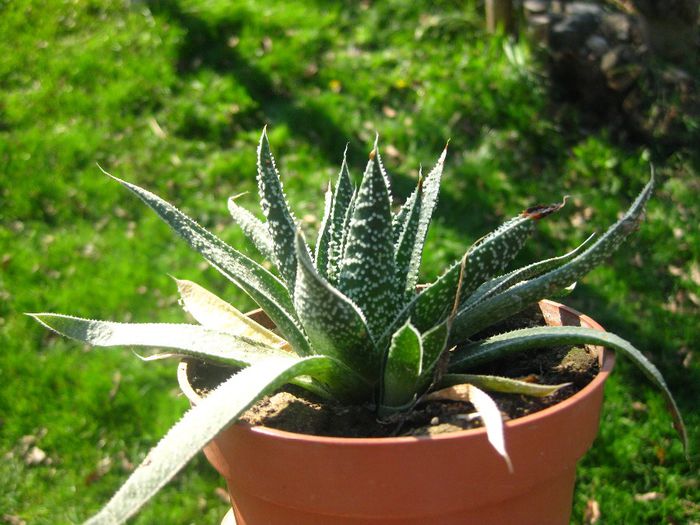 Octombrie 2013 - Aloe aristata