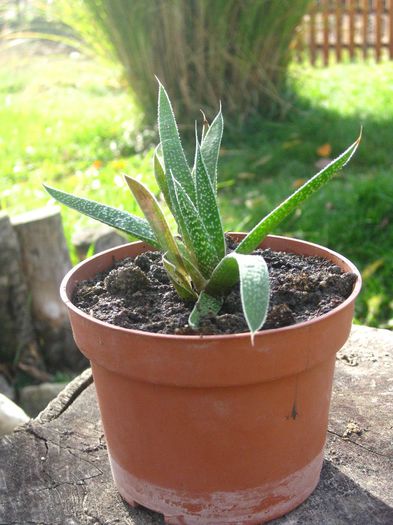 Noiembrie 2013 - Aloe aristata