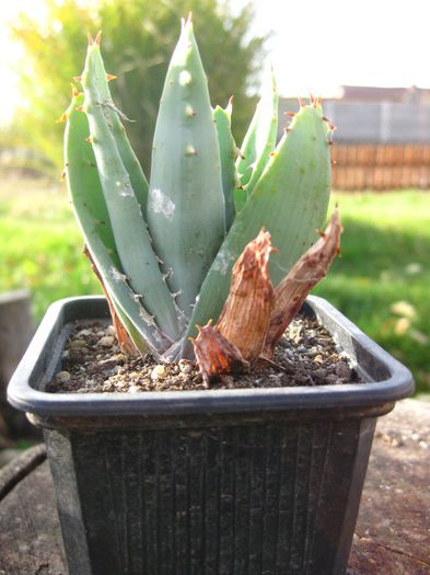 Noiembrie 2012 - Aloe peglerae