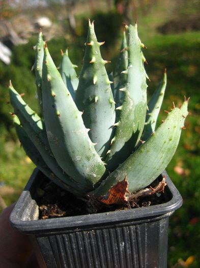 Octombrie 2013 - Aloe peglerae