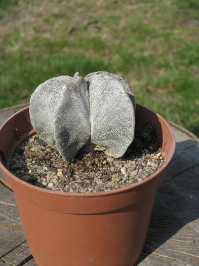 Martie 2012 - Astrophytum myriostigma