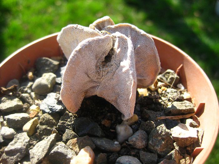 Octombrie 2013 - Astrophytum myriostigma