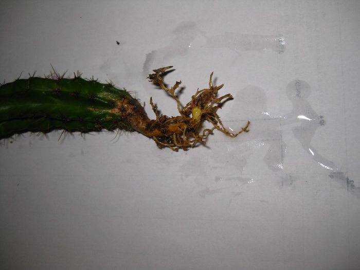 Martie 2013 - Cereus chichipe