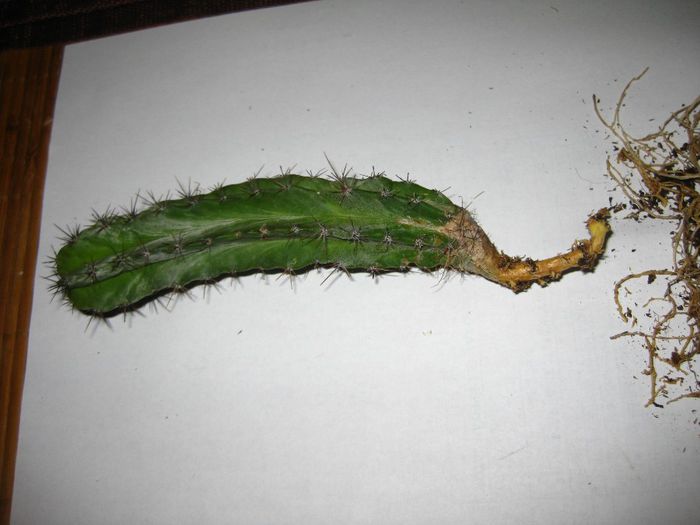 Martie 2013 - Cereus chichipe